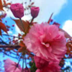 Meet your Posher, Sahar